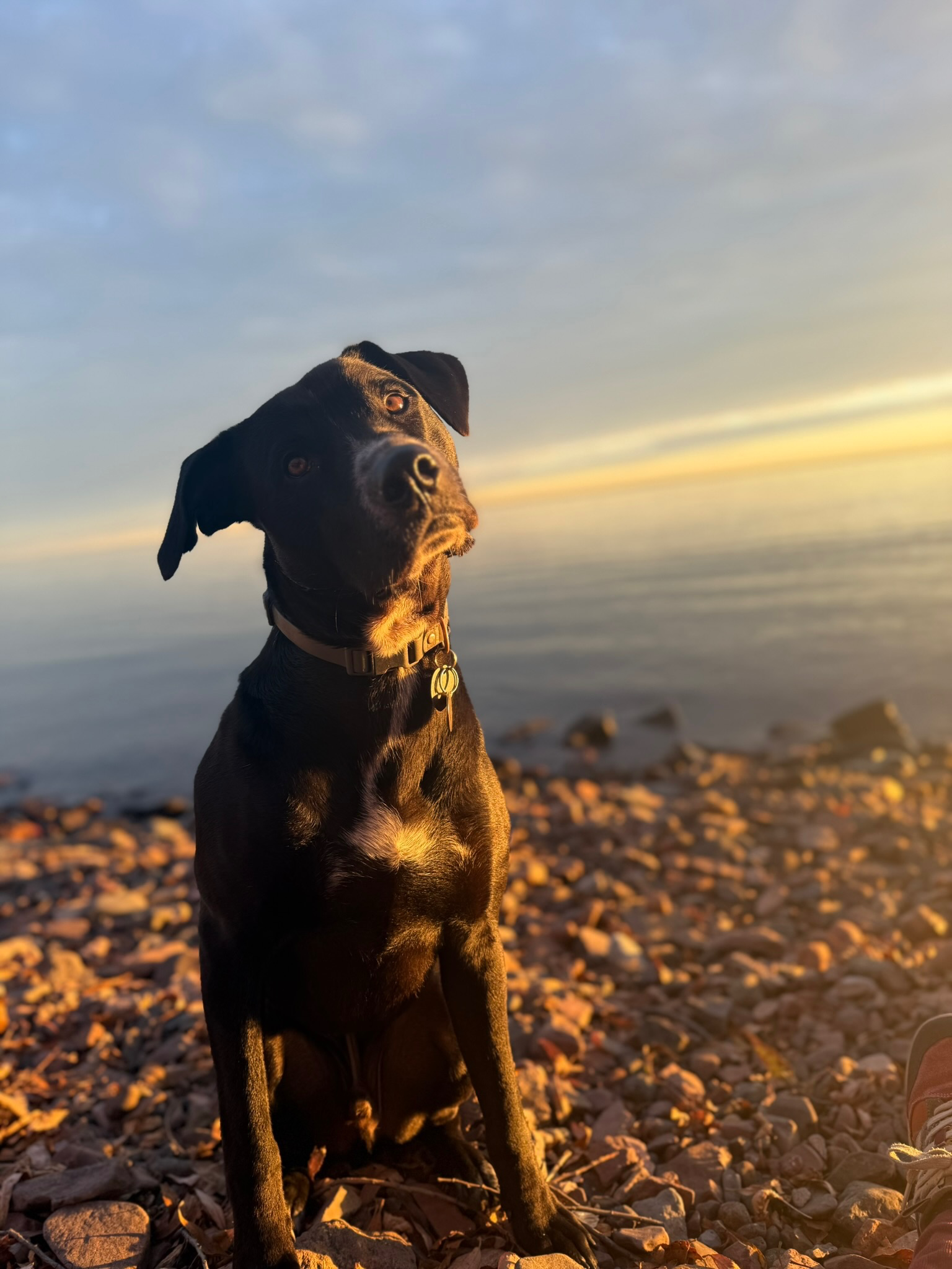 Diego the dog